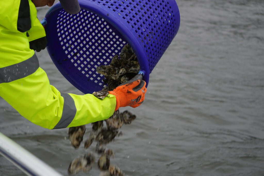 Frits de Goede, operations manager at Ports America Chesapeake, dumps oysters overboard to plant them in the Patapsco River, one of the first Chesapeake Bay Foundation plantings since the collapse of the Key Bridge. (Photo by Christine Condon/ Maryland Matters)