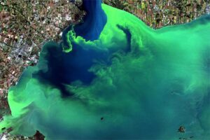 A Western Lake Erie harmful algal bloom from September 26, 2017. The scum shown here near downtown Toledo stretched all the way to Lake Ontario. This photo is from Landsat-8 (CREDIT: NASA/USGS).