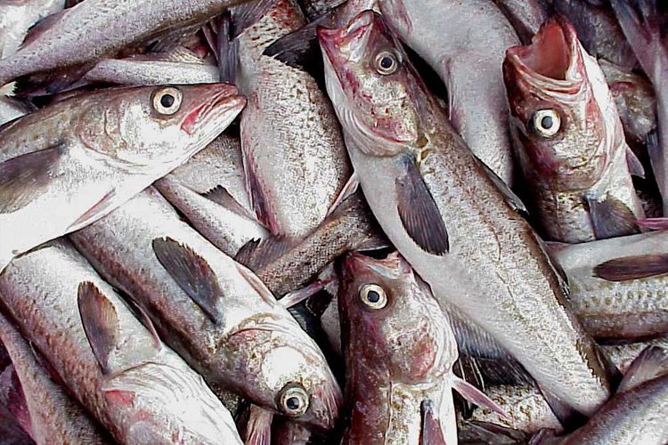 Alaska pollock, shown here from a harvest, make up the nation’s top-volume single-species commercial seafood catch. Alaska pollock, harvested mostly in the Bering Sea but also in the Gulf of Alaska, are processed into fish sticks, fish burgers, imitation crab