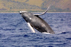 Humpback whale breaching. Credit: NOAA Fisheries